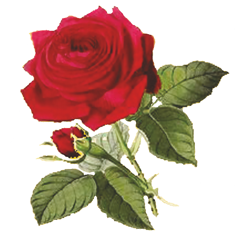 RoseNoBack811px